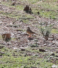 Anthus nicholsoni primarius