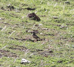 Anthus nicholsoni primarius