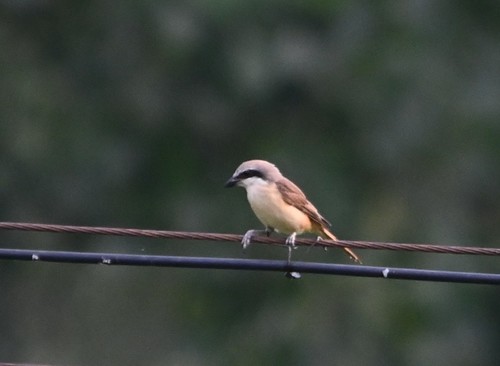 Brown Shrike