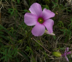 Oxalis stellata