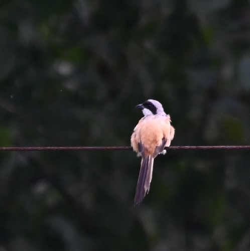 Long-tailed Shrike