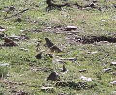 Anthus nicholsoni primarius