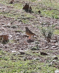 Anthus nicholsoni primarius