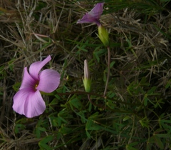 Oxalis stellata