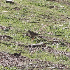 Anthus nicholsoni primarius
