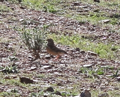 Anthus nicholsoni primarius