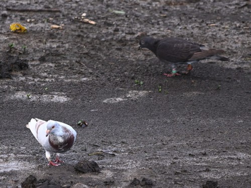 Feral Pigeon