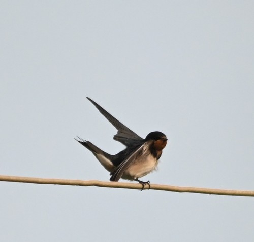 Barn Swallow