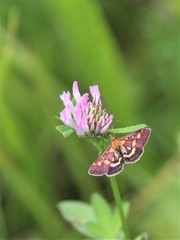 Pyrausta aurata