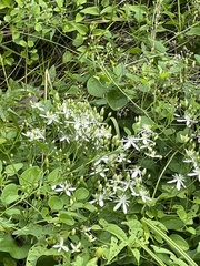 Clematis terniflora
