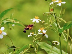 Macroglossum divergens