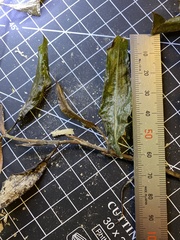 Potamogeton illinoensis