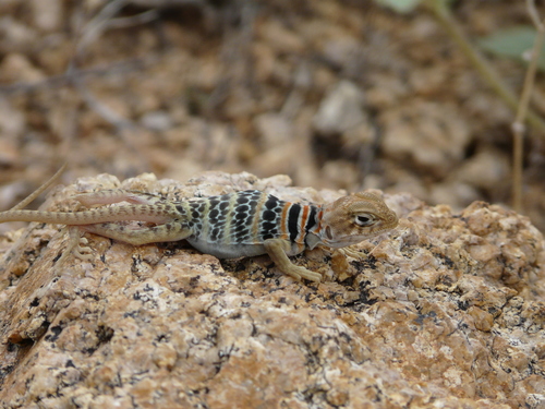 Crotaphytus nebrius