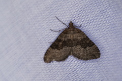 Chrysolarentia