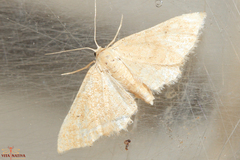 Idaea belemiata