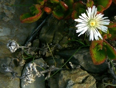 Mesembryanthemum aitonis