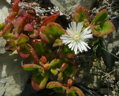 Mesembryanthemum aitonis