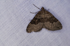 Chrysolarentia
