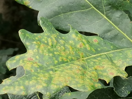 Silk-Button Spangle Gall Wasp