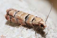 Blastesthia tessulatana