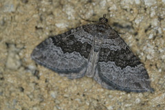 Chrysolarentia