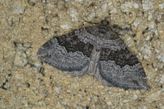 Chrysolarentia