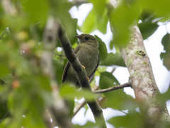 Chiroxiphia lanceolata