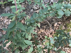 Berberis vulgaris