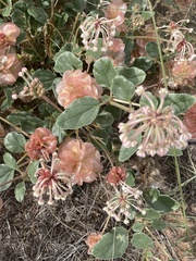 Tripterocalyx carneus