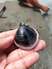 Cyclina