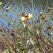 photo of California Brittlebush (Encelia californica)