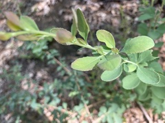 Berberis vulgaris