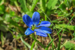 Tecophilaea violiflora