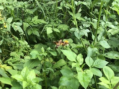 Macroglossum divergens