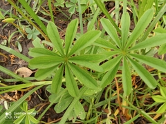 Oxalis decaphylla