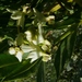 Gomphocarpus fruticosus × physocarpus - Photo (c) Tony Rebelo, algunos derechos reservados (CC BY-SA), subido por Tony Rebelo