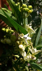 Gomphocarpus fruticosus × physocarpus