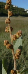 Atriplex vestita