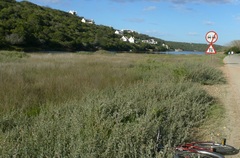 Atriplex vestita