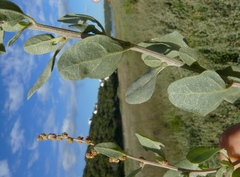 Atriplex vestita