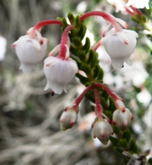 Erica spectabilis