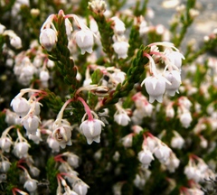 Erica spectabilis