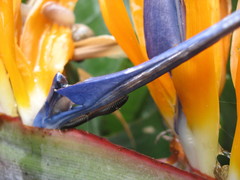 Strelitzia reginae reginae