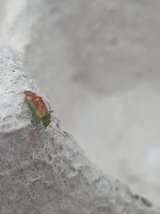 Dichrooscytus gustavi