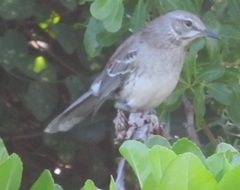 Mimus gundlachii