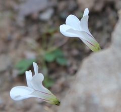 Oxalis orbicularis