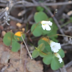 Oxalis orbicularis