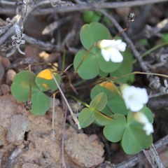 Oxalis orbicularis