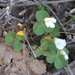 Oxalis orbicularis - Photo (c) Marion Maclean, some rights reserved (CC BY-NC), uploaded by Marion Maclean