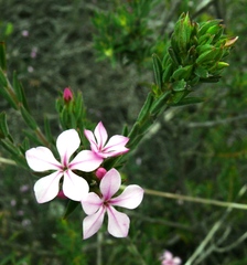 Acmadenia obtusata